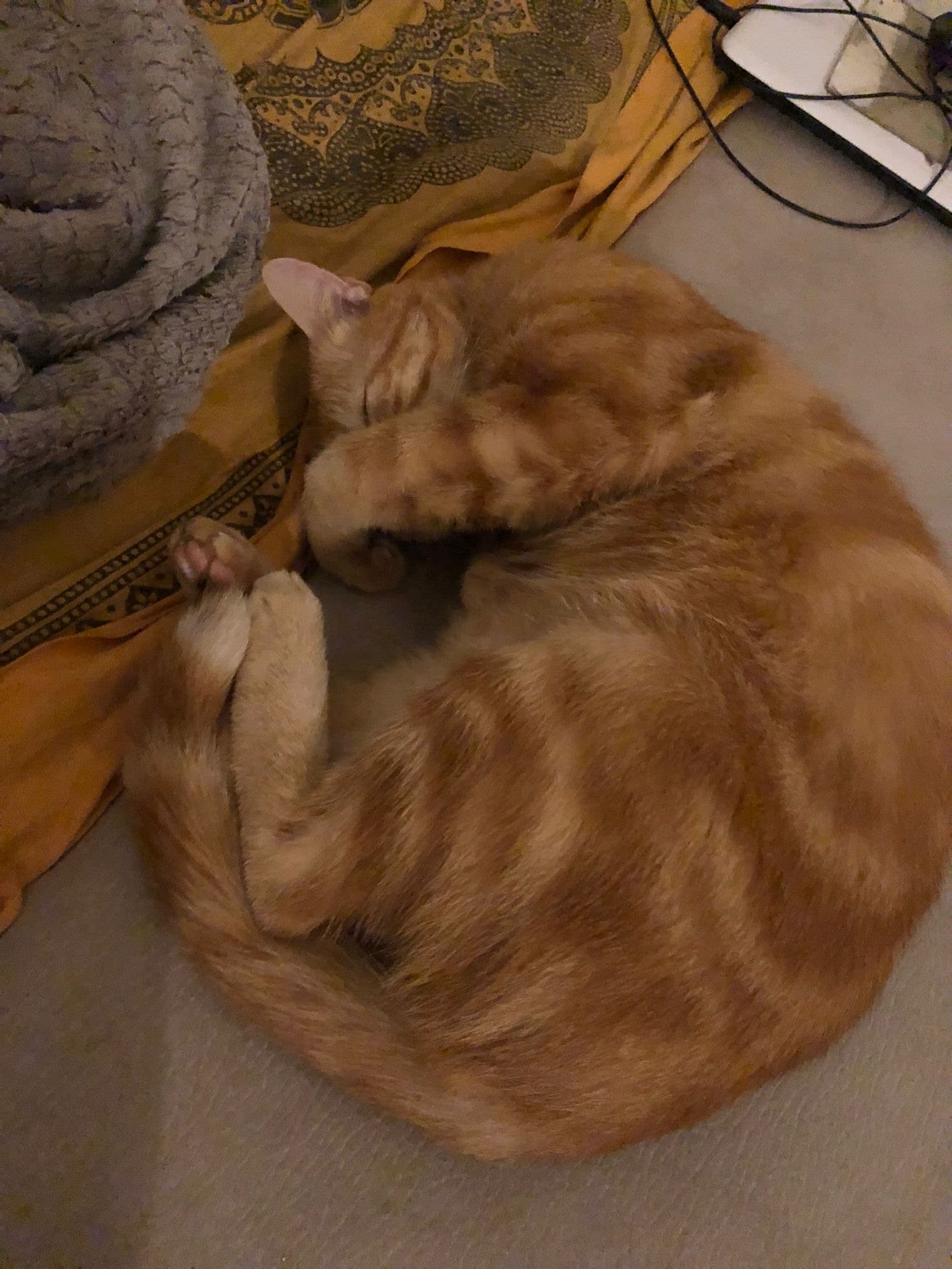 Profil de Tenzin, 43 ans, Rencontre Asiatique à Peseux (Neuchâtel)