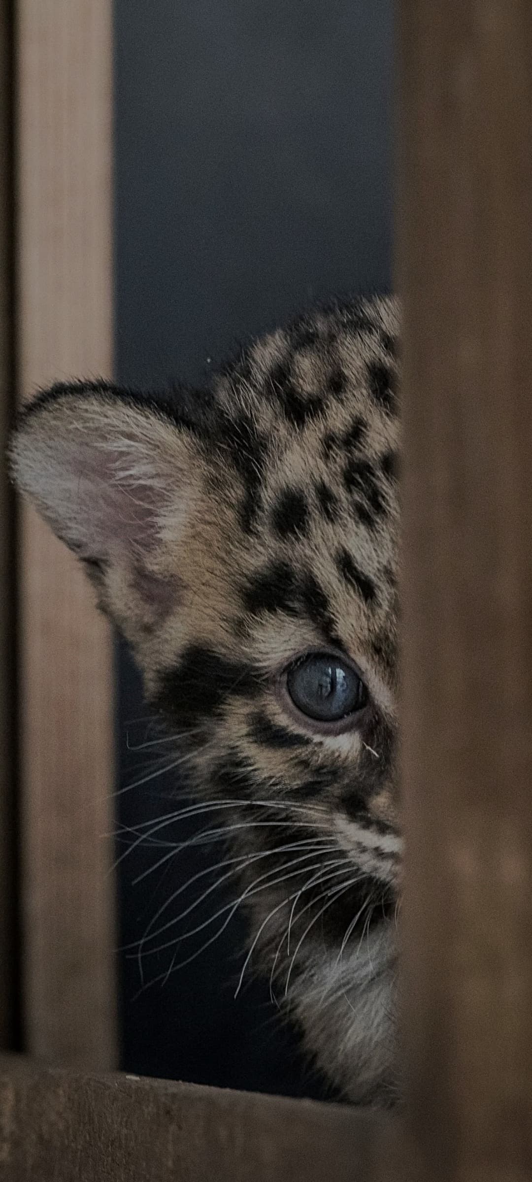 Profil de Alec, 26 ans, Rencontre Asiatique à Cama (Grisons)