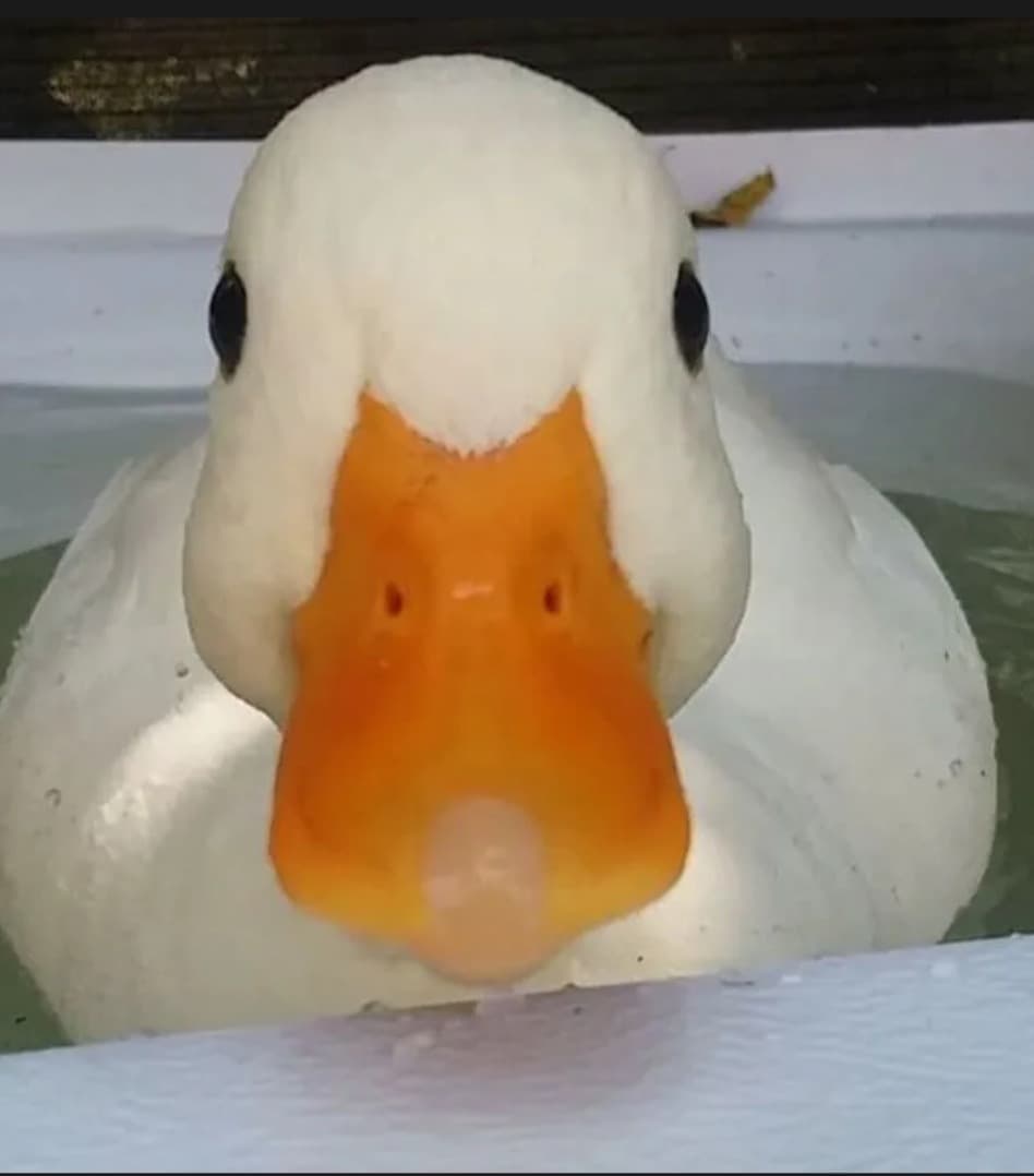 Profil de Tyron, 36 ans, Rencontre Asiatique à Rutschwil (Dägerlen) (Zurich)